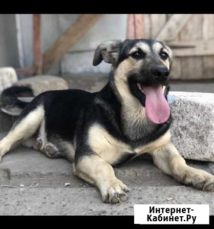 Коротколапик Саратов - изображение 1