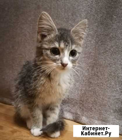 Котенок в добрые руки бесплатно Иркутск - изображение 1