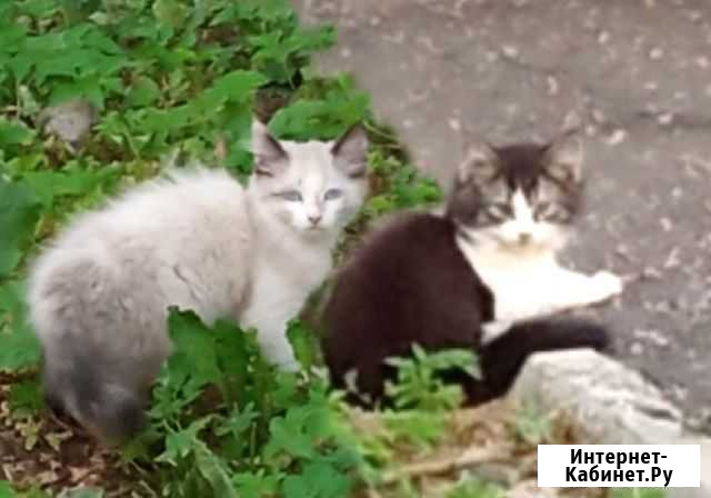 Котята 5 мес, в подвале Ижевск - изображение 1