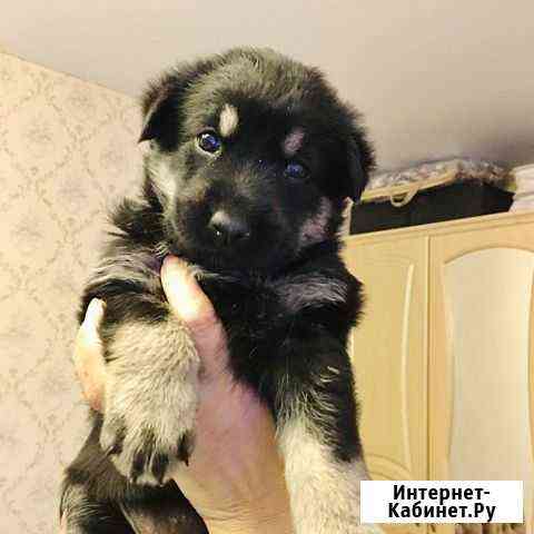Щенки в заботливые руки Казань
