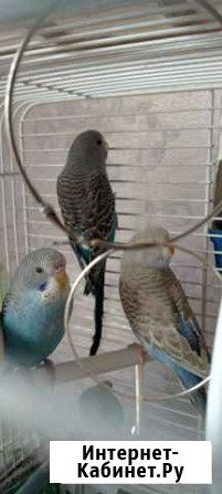 Птенцы волнистый попугай Москва - изображение 1