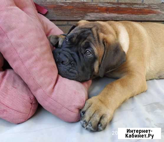 Бульмастиф девочка Ростов-на-Дону - изображение 1