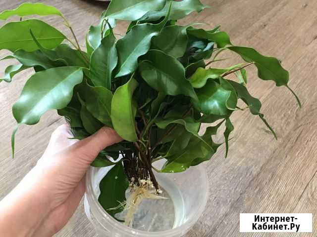 Фикус бенджамина Петрозаводск - изображение 1