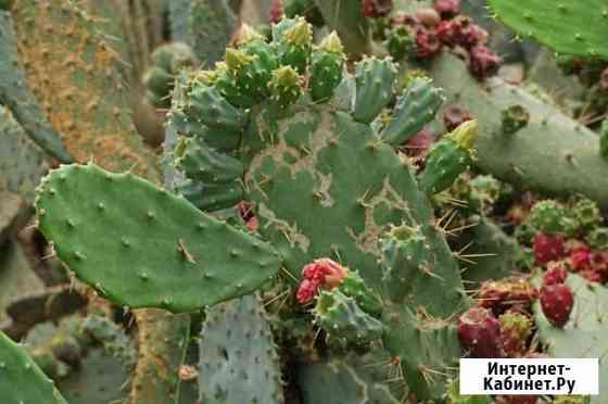 Опунция Иваново