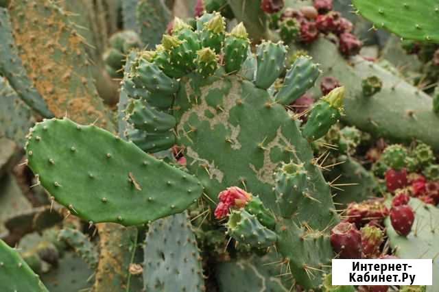 Опунция Иваново - изображение 1