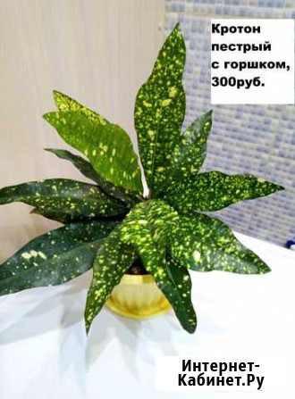Кротон пестрый Смоленск - изображение 1
