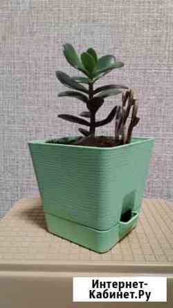 Толстянка/Денежное дерево Воронеж