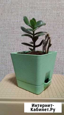 Толстянка/Денежное дерево Воронеж - изображение 1