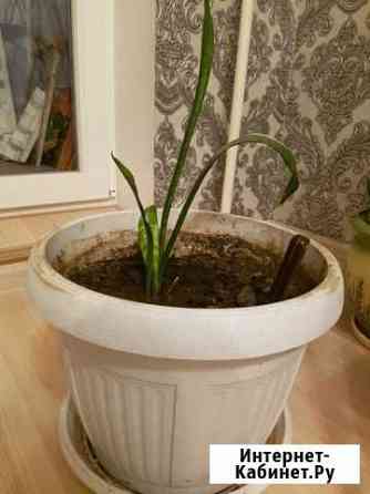 Тещин язык - пальма Белгород