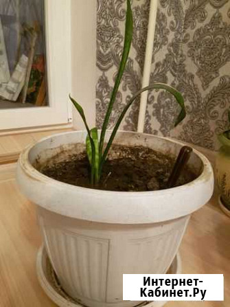 Тещин язык - пальма Белгород - изображение 1