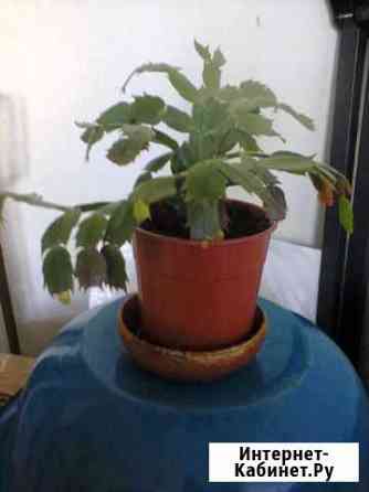 Декабрист Самара