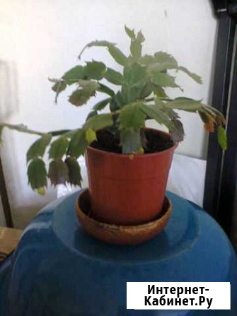 Декабрист Самара - изображение 1