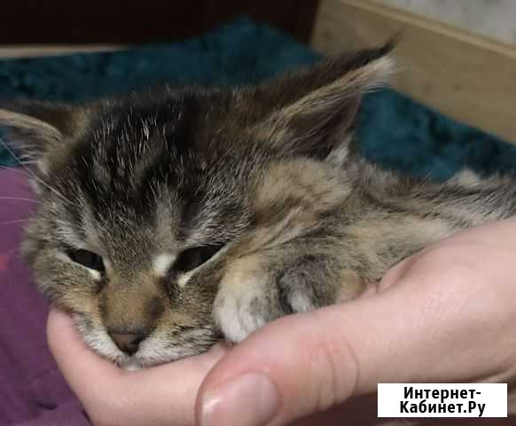 Кошка Каменск-Шахтинский - изображение 1