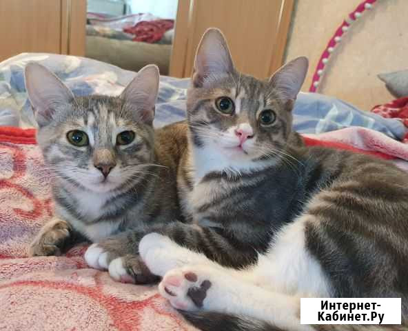 Котик Марвин ищет дом Петропавловск-Камчатский - изображение 1