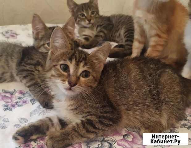 Котята в добрые руки Ульяновск - изображение 1