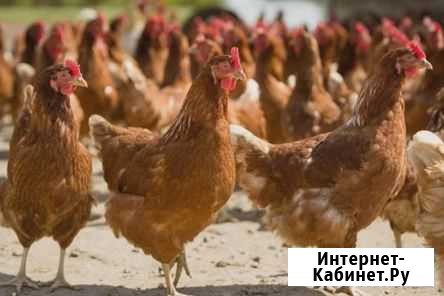 Куры 6 мес. Браун Ник Бийск - изображение 1