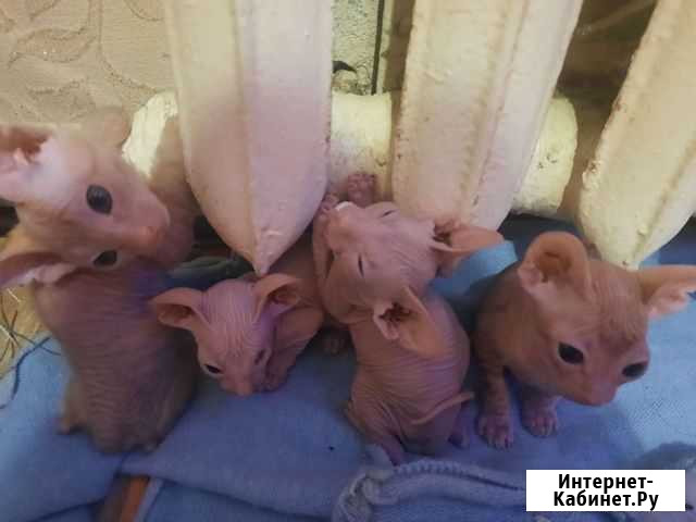 Донской сфинкс котята Брянск - изображение 1