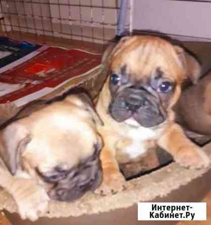 Красные,палевая и белые Краснодар