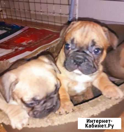 Красные,палевая и белые Краснодар - изображение 1