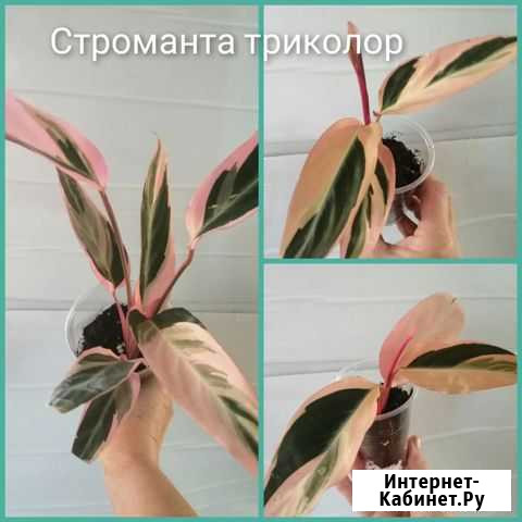Калатея, строманта, филодендроны Ивановское - изображение 1