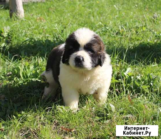 Абсолют эффект анжелика Санкт-Петербург - изображение 1