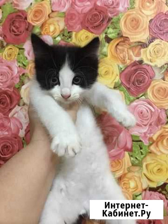 Котенок мальчик Георгиевск - изображение 1