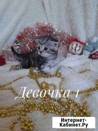 Шотландские вислоухие котята Иркутск - изображение 1