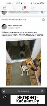 Собака в добрые руки щенок Алушта - изображение 1
