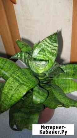 Сансевиерия Нижний Новгород