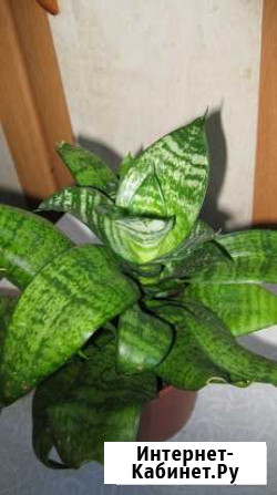 Сансевиерия Нижний Новгород - изображение 1