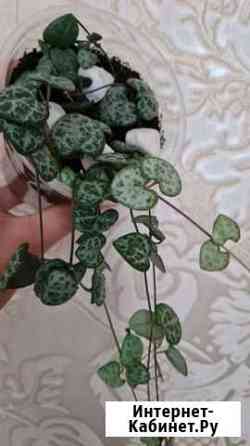 Церопегия вуда вариегатная Барнаул