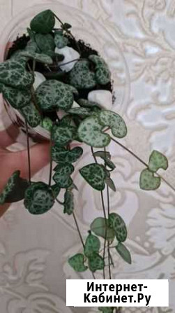 Церопегия вуда вариегатная Барнаул - изображение 1