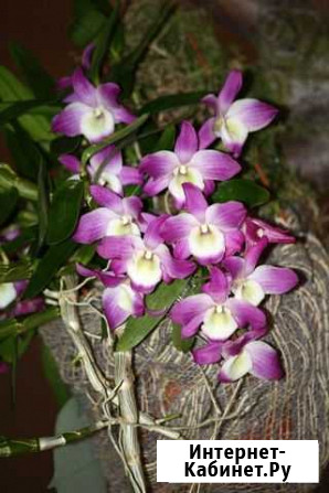 Дендробиум Калуга - изображение 1