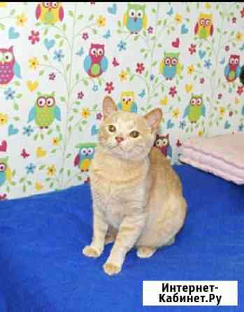 Уникальный котик, 8 мес, на ваш диванчик Москва