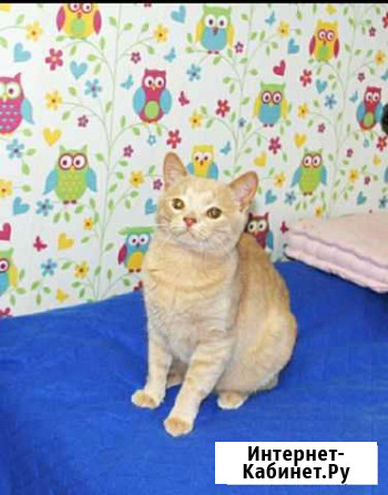 Уникальный котик, 8 мес, на ваш диванчик Москва - изображение 1