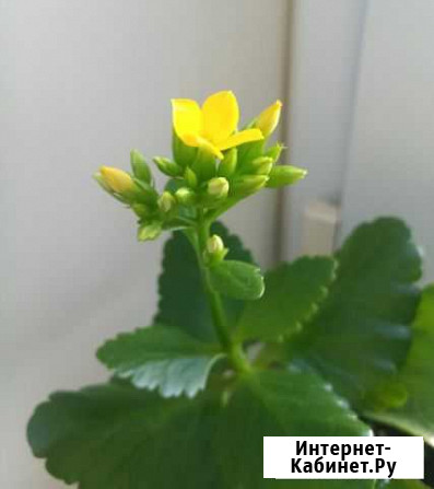 Каланхое цветущее желтое Одинцово - изображение 1