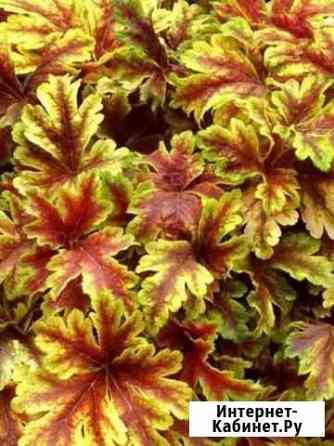 Гейхеры горшок Р9 Голден зебра Красноярск