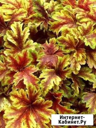 Гейхеры горшок Р9 Голден зебра Красноярск - изображение 1