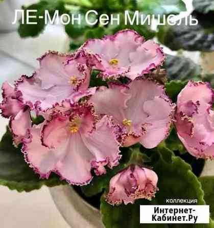 Лист Фиалки Дзержинск