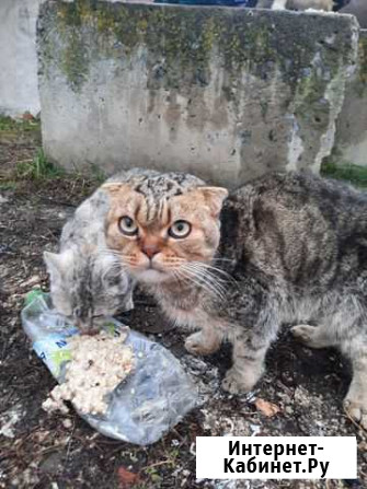 Котик ищет дом Валуйки - изображение 1