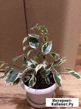 Фикус бенджамина Красноярск