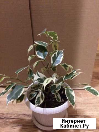 Фикус бенджамина Красноярск - изображение 1
