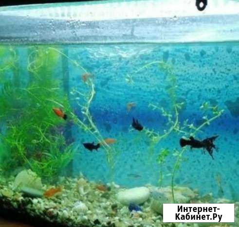 Аквариум Курск - изображение 1
