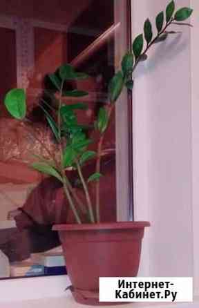 Комнатные растения, замиокулькас Воронеж