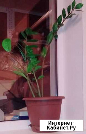 Комнатные растения, замиокулькас Воронеж - изображение 1