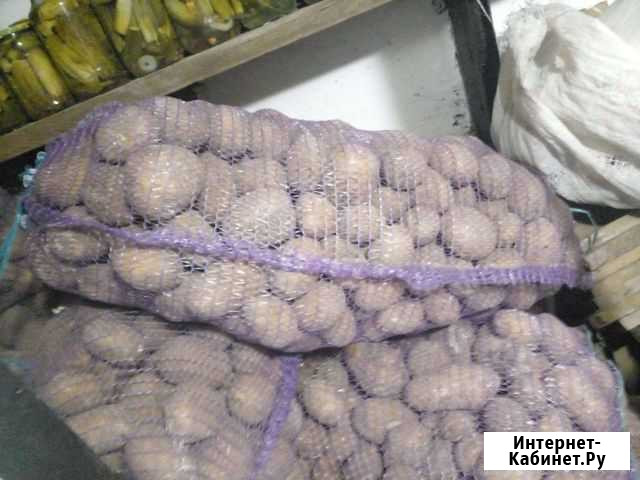 Продам картофель с доставкой Погар - изображение 1