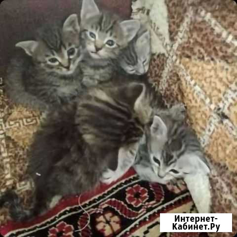 Котята Владикавказ - изображение 1