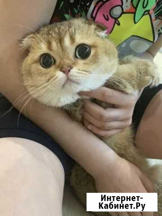 Шотландский вислоухий кот вязка Белый Яр - изображение 1
