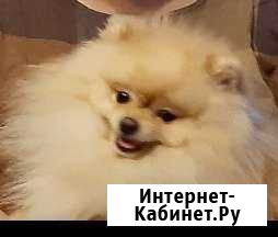 Померанский шпиц Томск - изображение 1