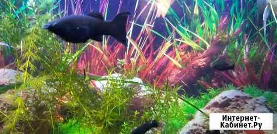 Рыбки Воронеж